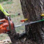 The Hills District’s Guide to Professional Tree Lopping and Removal