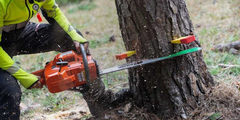 The Hills District’s Guide to Professional Tree Lopping and Removal