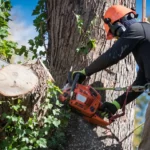 Safe and Efficient Tree Removal Services on the North Shore