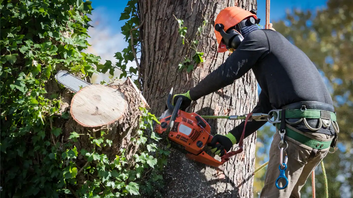 Man-safety-harnesses-cuts-tree