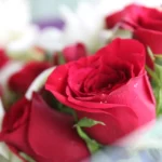 Romantic Valentine’s Day Flowers to Woo Your Loved One