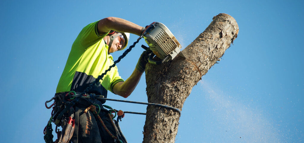 NSW Arbor Tree Services