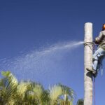 Everything You Need to Know About Palm Tree Removal