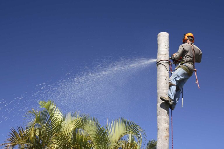 Palm Tree Removal