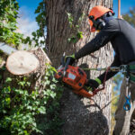 What to Expect from NSW Arbor Tree Services