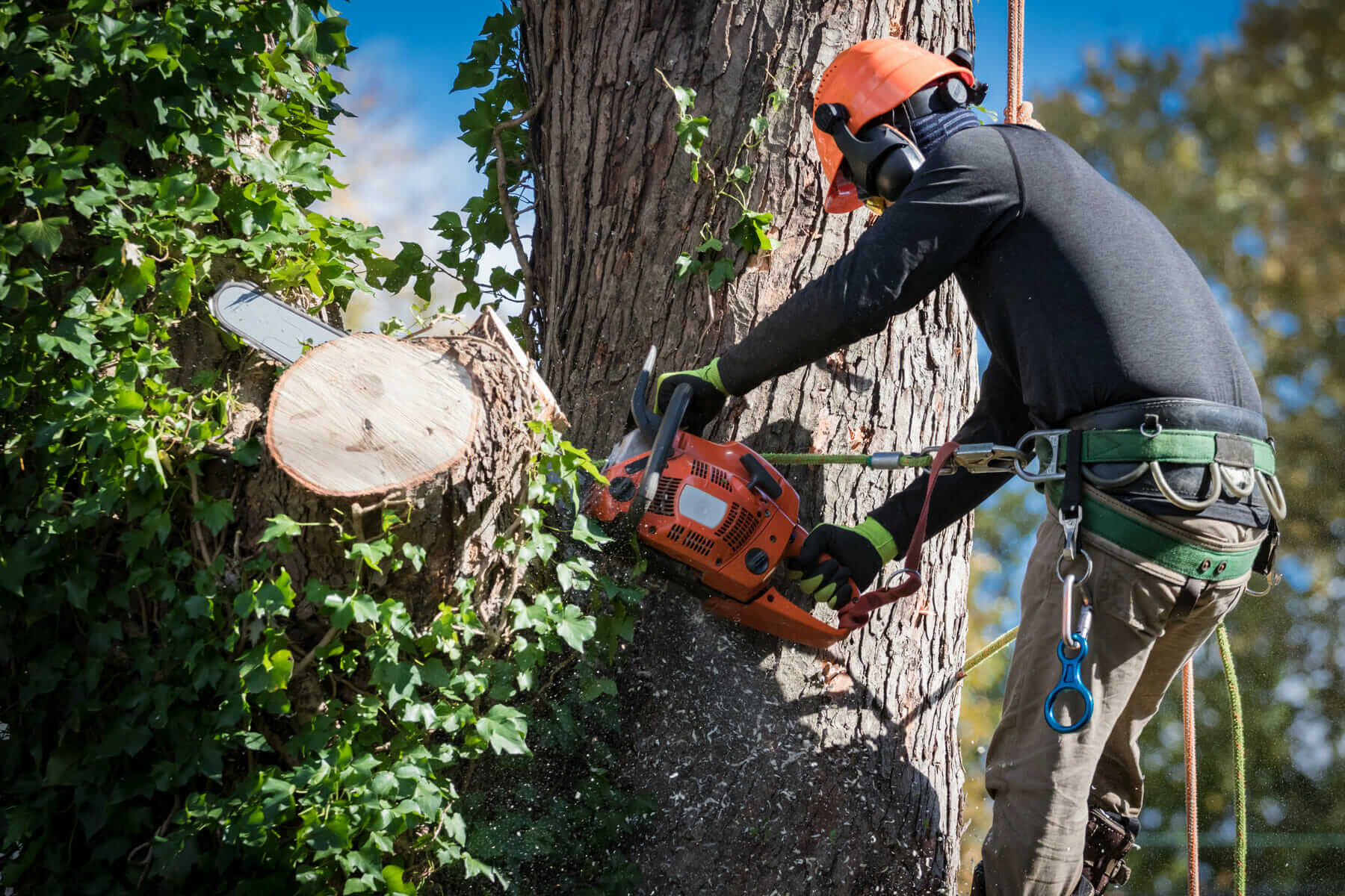 NSW Arbor Tree Services