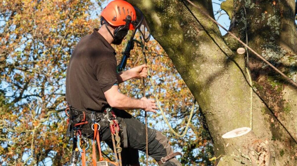 NSW Arbor Tree Services