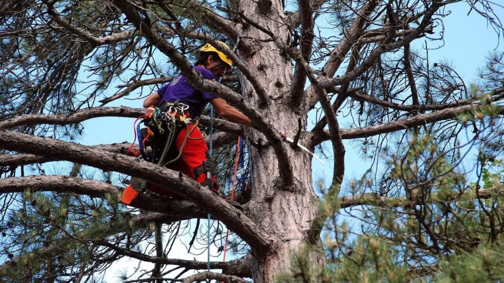 NSW Arbor Tree Services