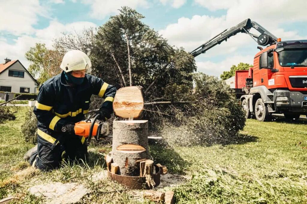 Palm Tree Removal