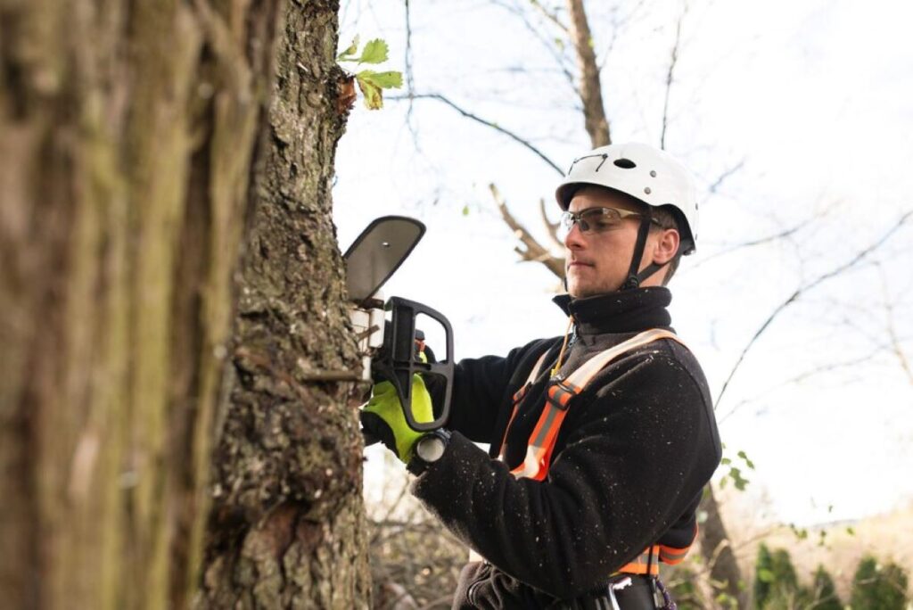 sydney tree removal