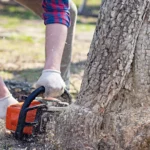 How Stump Removal Costs Reflect Our Economic Value of the Urban Forest