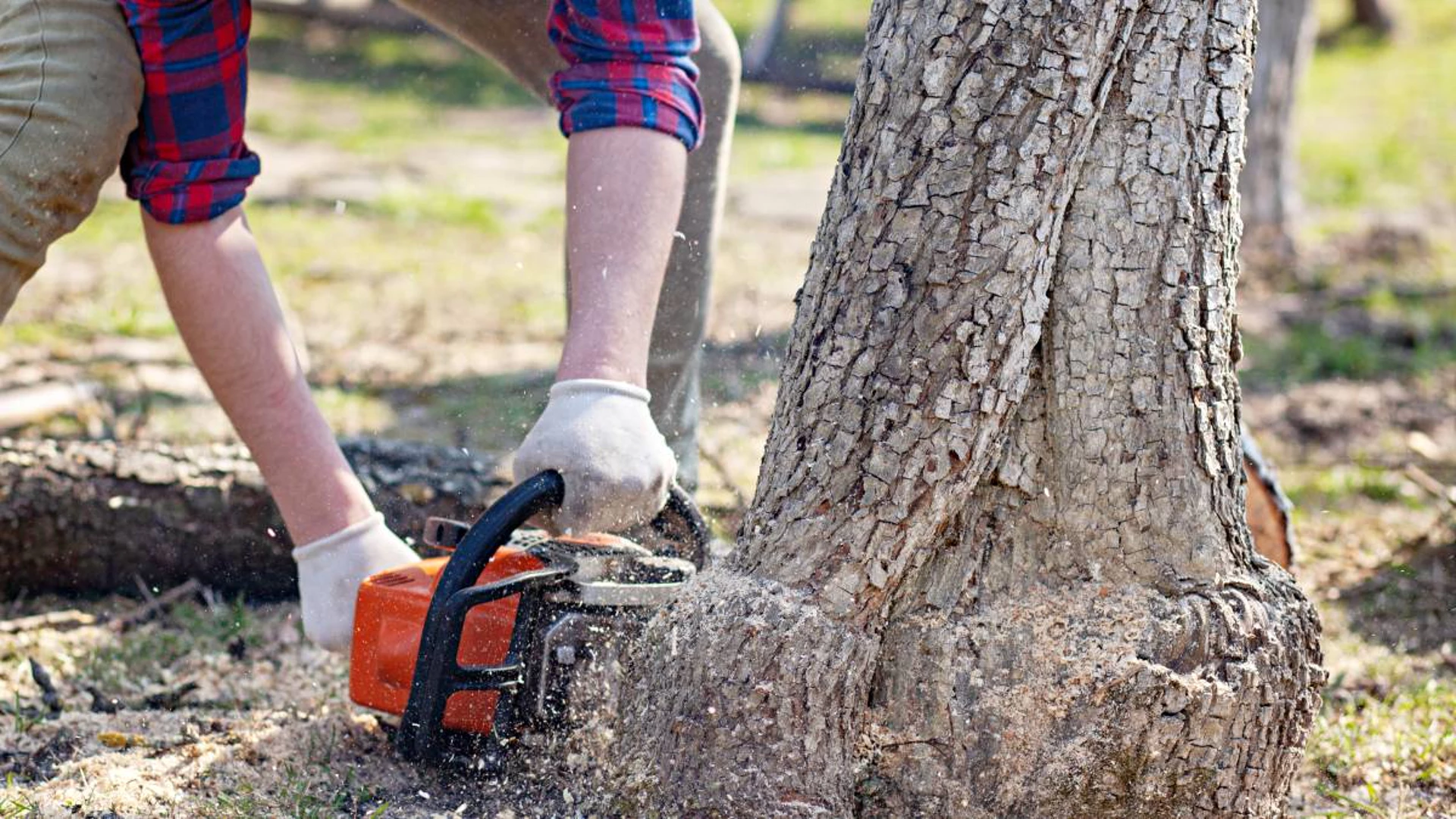 How Stump Removal Costs Reflect Our Economic Value of the Urban Forest
