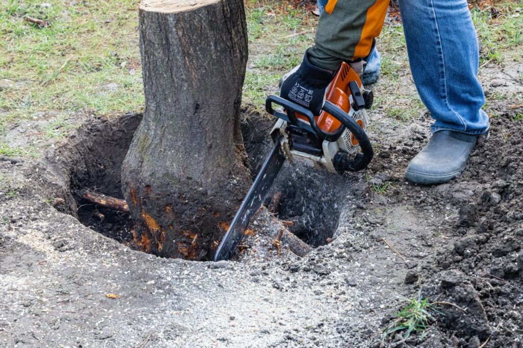 How Stump Removal Costs Reflect Our Economic Value of the Urban Forest
