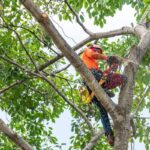 Understanding Arborist Services in Chatswood