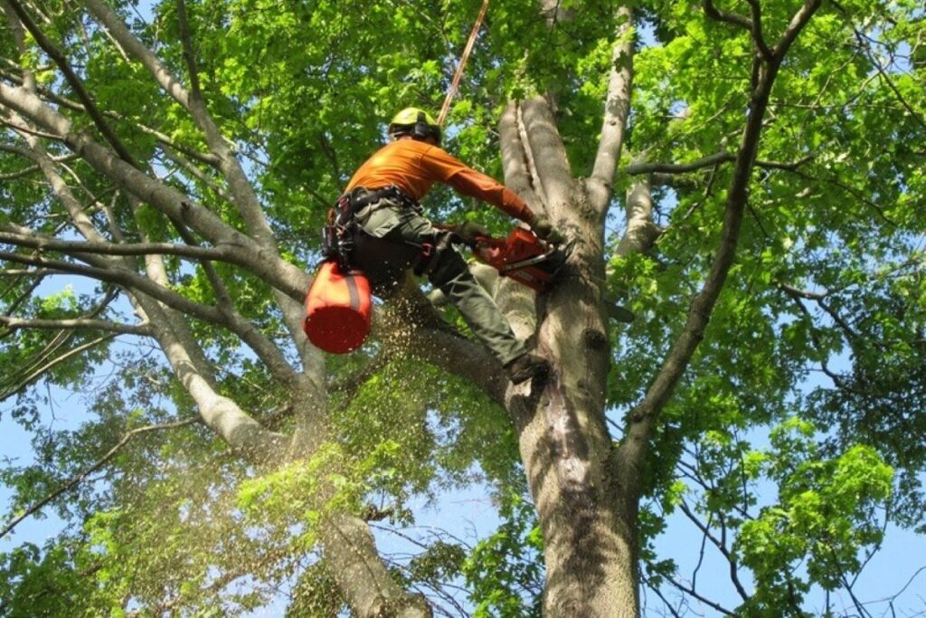 tree services Mosman