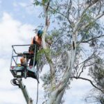 Understanding Arborist Services in Mosman