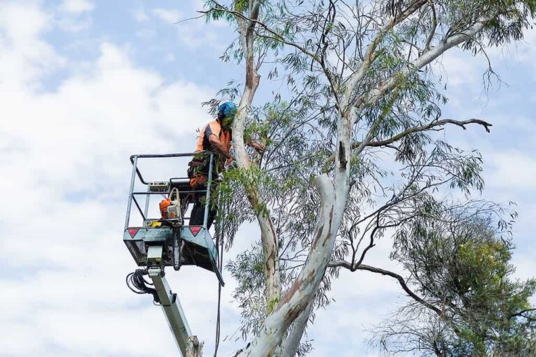tree services Mosman