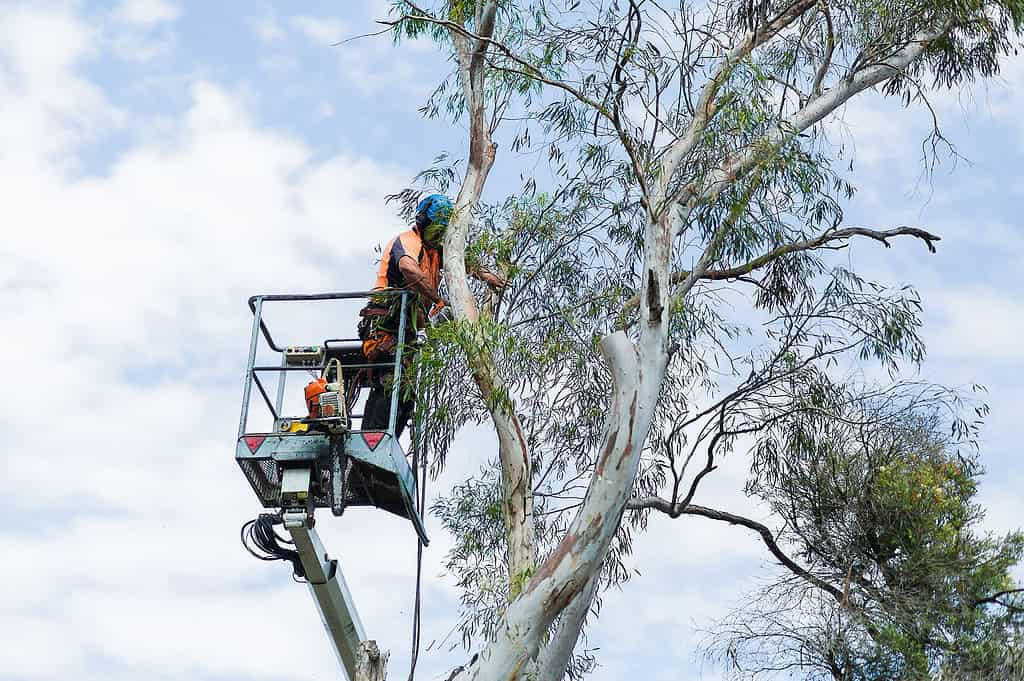 tree services Mosman